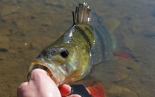 Amerikan Levreği Türleri ve Özellikleri